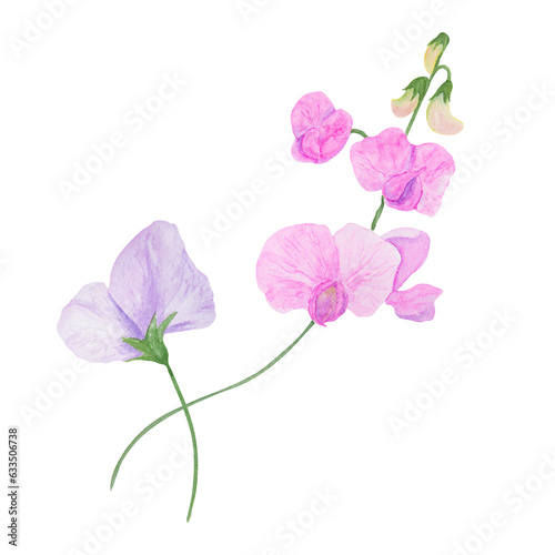 Lilac Lathyrus watercolor illustration. Hand drawn botanical painting, floral sketch. Colorful flower clipart for summer or autumn design of wedding invitation, prints, greetings, sublimation, textile