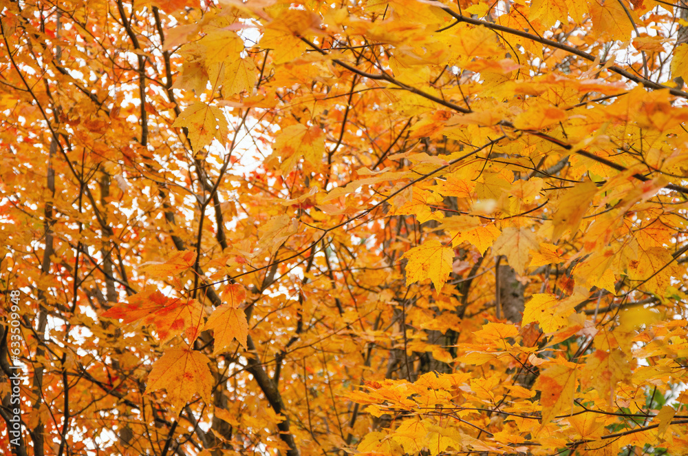 Autumn Fall forest yellow leaves background maple trees