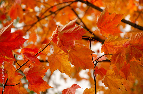Red orange maple tree leaves Autumn Fall forest  background 