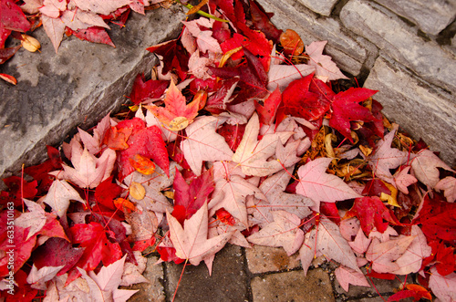 maple leaves on the ground Autumn Fall forest  background trees  photo