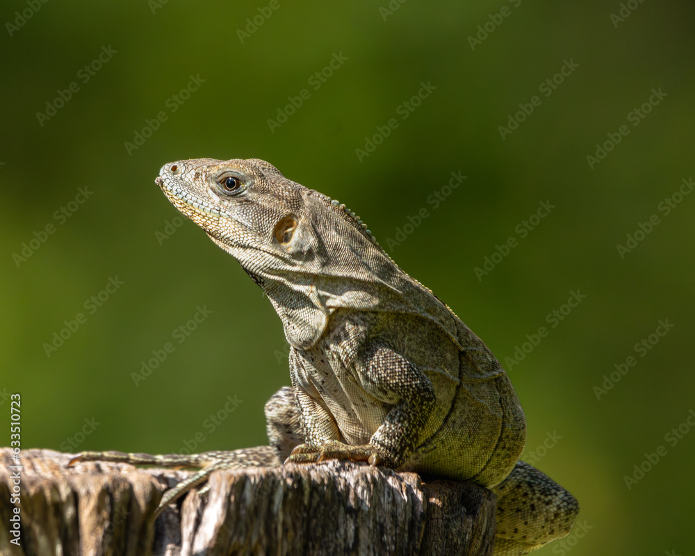 Fototapeta premium Iguana sunbathing on a tree trunk