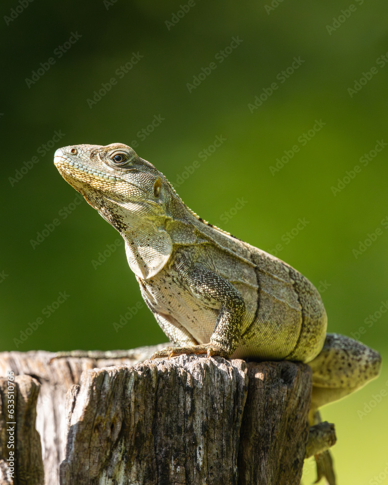 Obraz premium Iguana sunbathing on a tree trunk