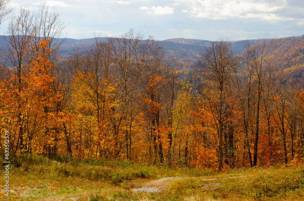 maple leaf Autumn Fall forest background blue sky landscape maple leaf Autumn Fall forest background blue sky landscape