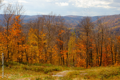 maple leaf Autumn Fall forest background blue sky landscape photo