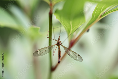 Close-up shot of a crane fly on leaves. Selective focus. photo