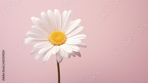  a single white flower with a yellow center on a pink background.  generative ai