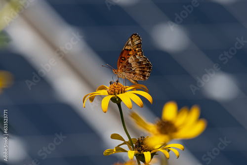 Variegated fritillary or Euptoieta Claudia in a pollinator garden with a backdrop of solar panels on a late summers day. Butterflies and solar panels form a sustainable climate change alliance.