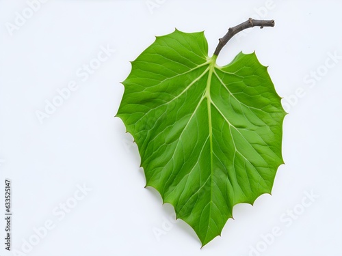 Lvy Gourd leaves on white background.. Ai Generated photo