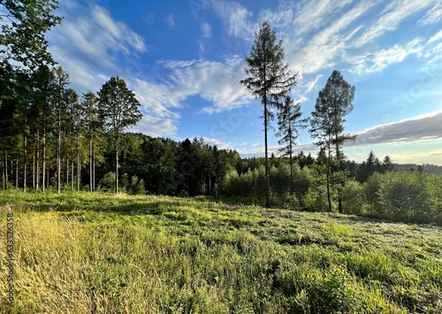 landscape with trees and sky
