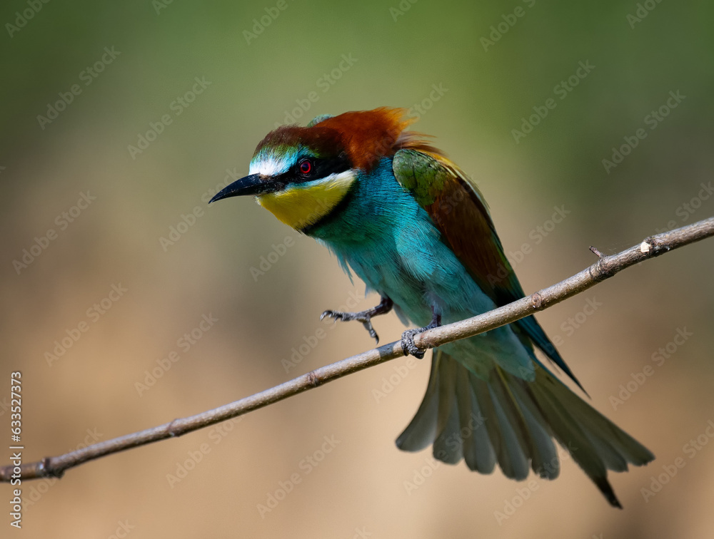 Obraz premium European Bee-eater