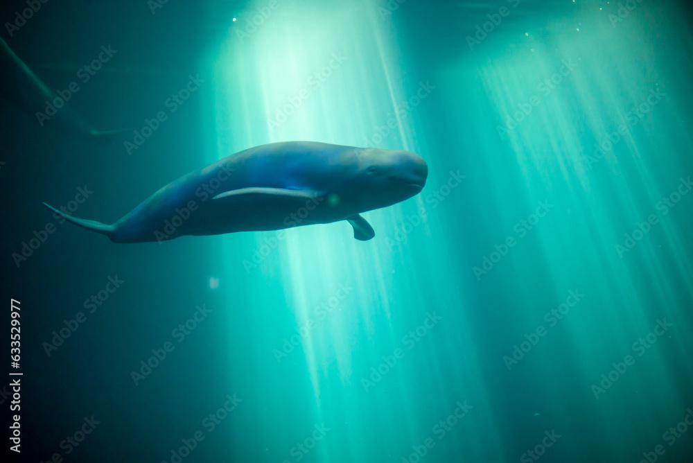 Fototapeta premium dolphin in the water