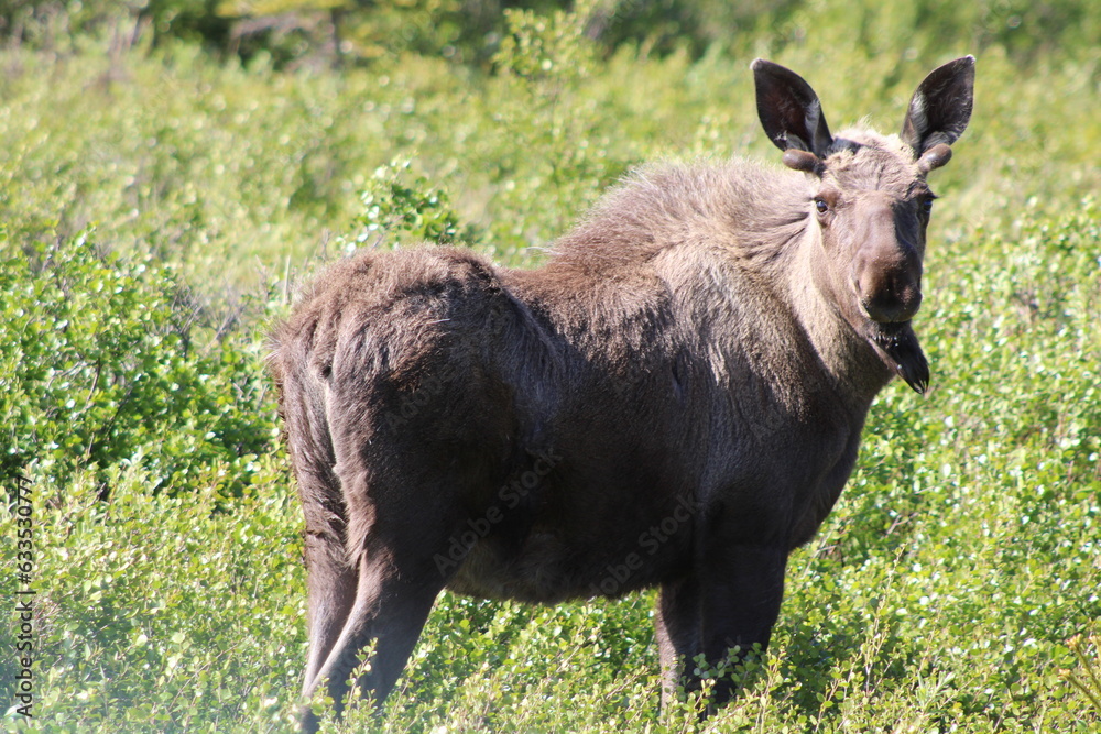 Bull Moose Bull Moose