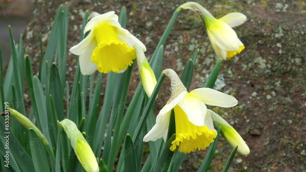 first yellow daffodils in the garden in April first yellow daffodils in the garden in April