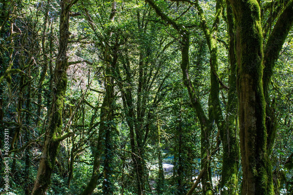 Mystical fairy-tale forest with mossy trunks and gnarled branches - yew-boxwood grove in Sochi, Krasnodar Territory and a space for copy