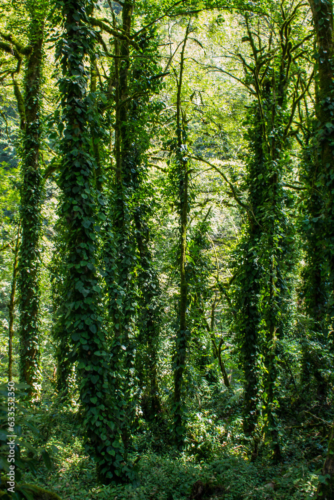 Mystical fairy-tale forest with mossy trunks and gnarled branches - yew-boxwood grove in Sochi, Krasnodar Territory and a space for copy Mystical fairy-tale forest with mossy trunks and gnarled branches - yew-boxwood grove in Sochi, Krasnodar Territory and a space for copy
