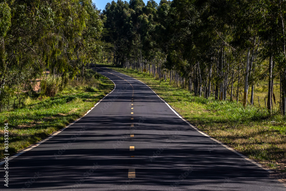 Eucalyptus forest plantation and empty highway in Brazil Eucalyptus forest plantation and empty highway in Brazil