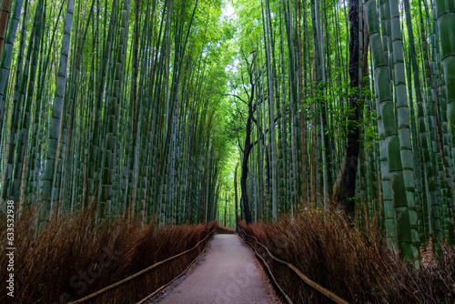 Footpath in the bamboo forest
