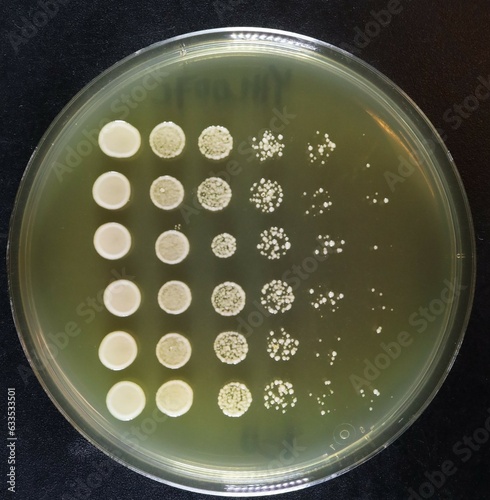 Obraz na płótnie Serial Dilution of Yeast