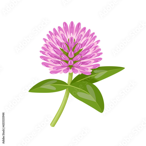 Vector illustration, Trifolium pratense, known as red clover, isolated on white background.
