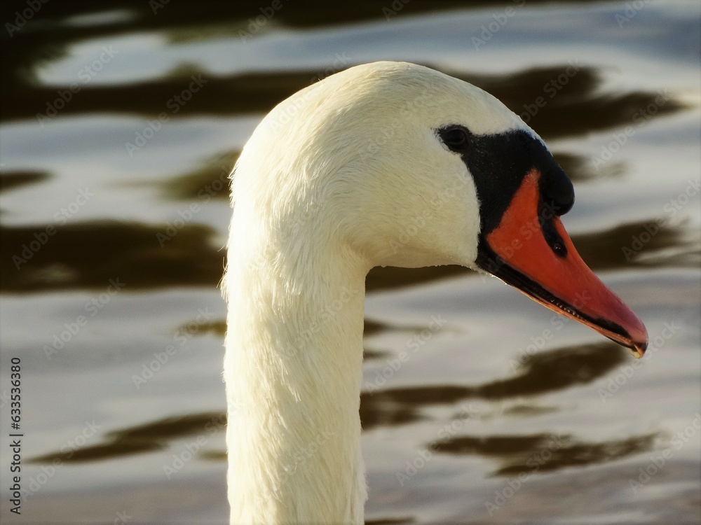 Fototapeta premium Cisne blanco de majestuoso aspecto en el lago