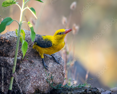Eurasian Golden Oriole drinking water reflected in the water at sunset