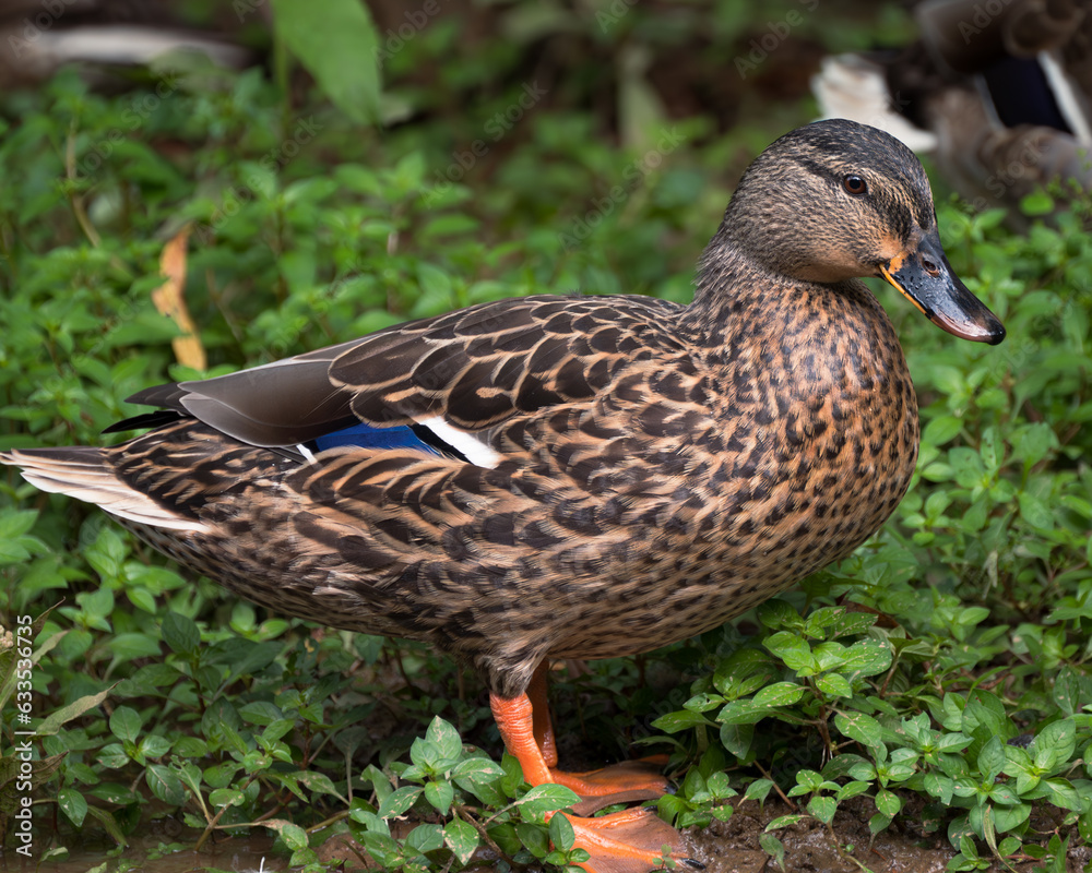 Mallard posing for me as I walk down the greenway Mallard posing for me as I walk down the greenway