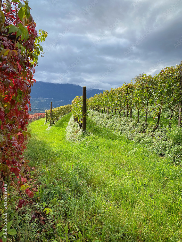 Landscape of viticulture with vineyards in autumn colors along Alto Adige Wine Road, Italy