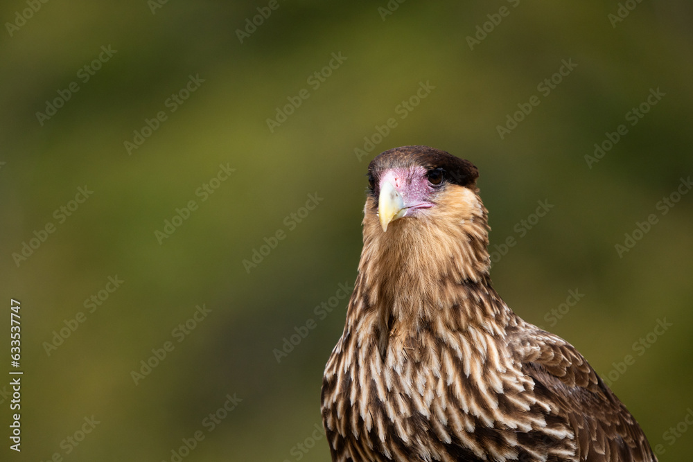 Portrait of a juvenile Southern Caracara (Caracara plancus) with a natural green background in Patagonia. Portrait of a juvenile Southern Caracara (Caracara plancus) with a natural green background in Patagonia.