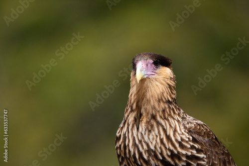 Portrait of a juvenile Southern Caracara (Caracara plancus) with a natural green background in Patagonia.