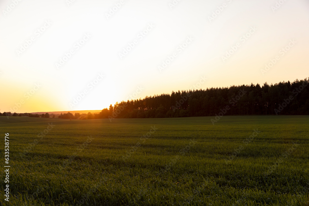 a large field with cereals at sunset