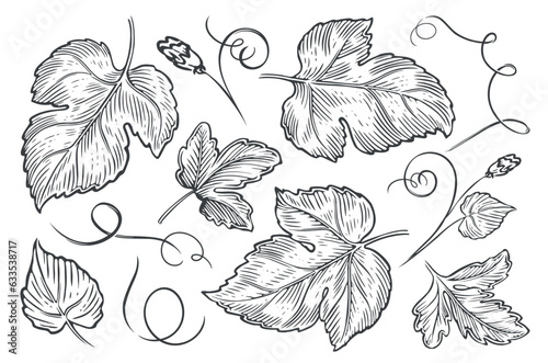Plant leaves, flowers and tendrils set. Nature concept. Sketch vintage vector illustration