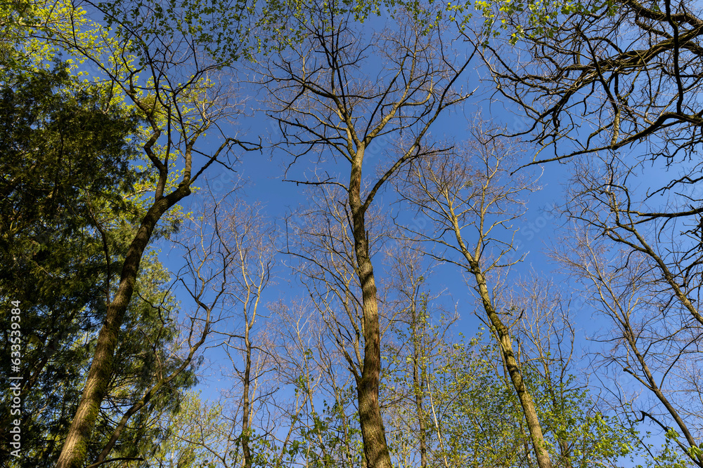 deciduous trees in a mixed forest in the spring season deciduous trees in a mixed forest in the spring season