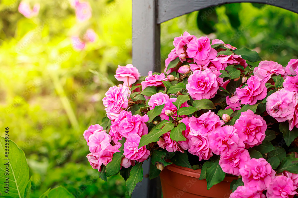 Pink roses home flower impatiens balsamina. Pink roses home flower impatiens balsamina.
