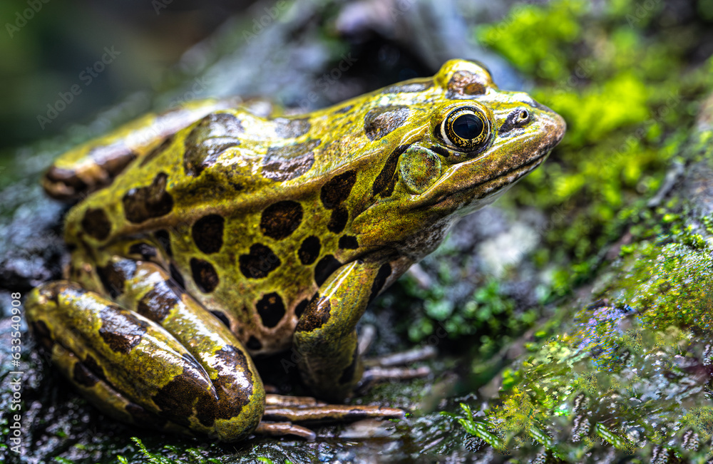 Northern Leopard Frog (Lithobates pipiens) - obrazy, fototapety, plakaty 