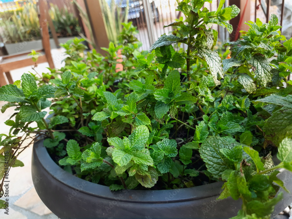mint plant in a black vase mint plant in a black vase