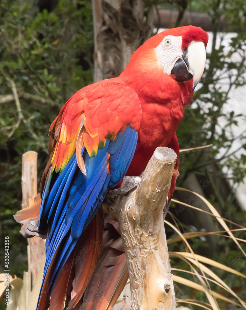 Obraz premium Parrot perched in a tree