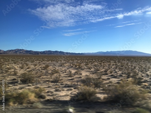 Desert landscape with cacti growing in clear weather, western United States