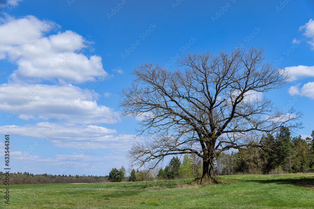 old oak in early spring without green foliage old oak in early spring without green foliage
