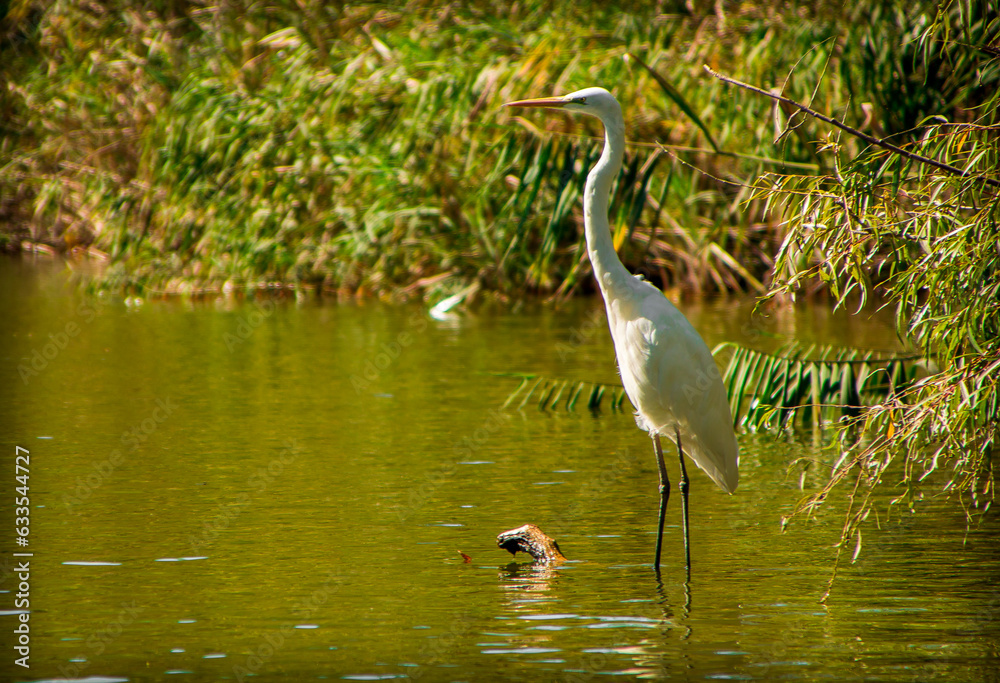 great white heron great white heron