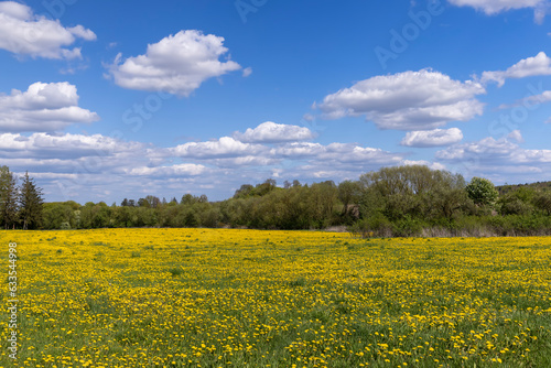 yellow dandelion flowers in the field in spring © rsooll