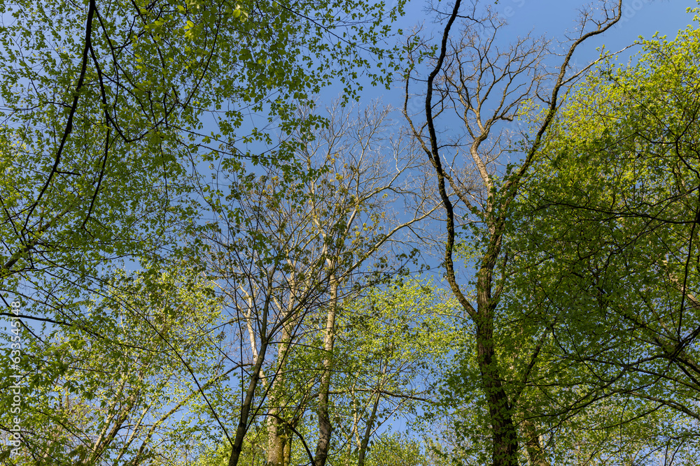 deciduous trees in a mixed forest in the spring season
