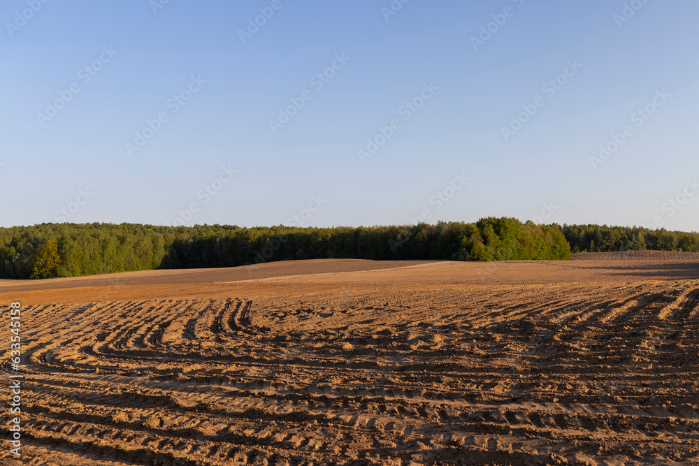 a plowed and corn-sown agricultural field in the spring season at sunset