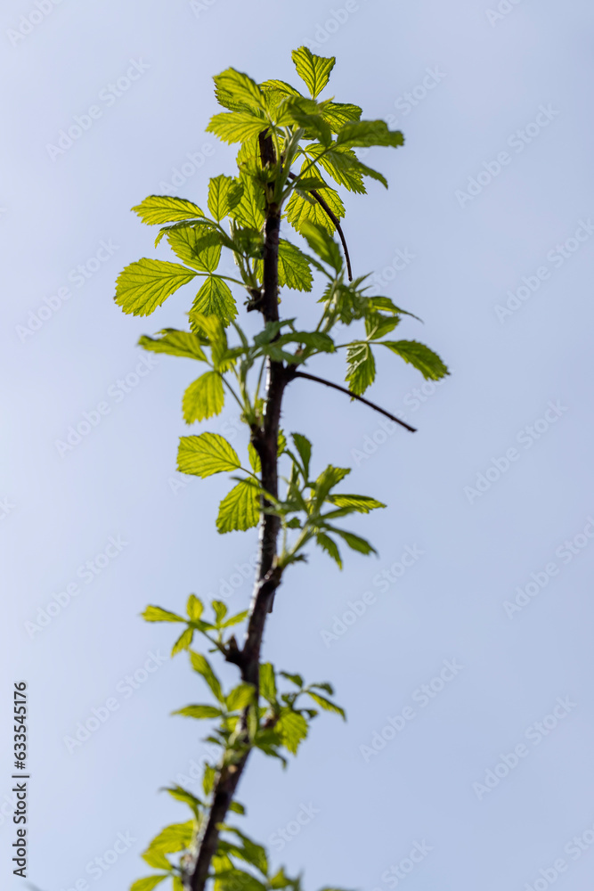 raspberry shrub with young green leaves in spring raspberry shrub with young green leaves in spring
