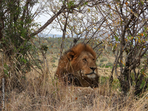 lion in the grass photo