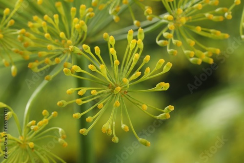 Fresh green dill flower on blurred background, closeup