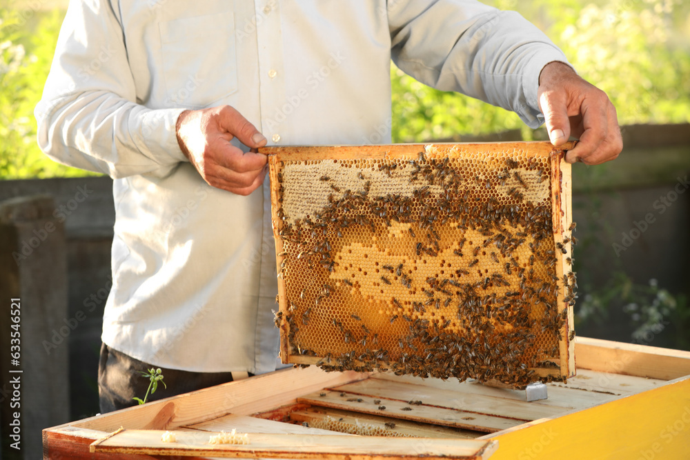 Beekeeper taking frame from hive at apiary, closeup Beekeeper taking frame from hive at apiary, closeup