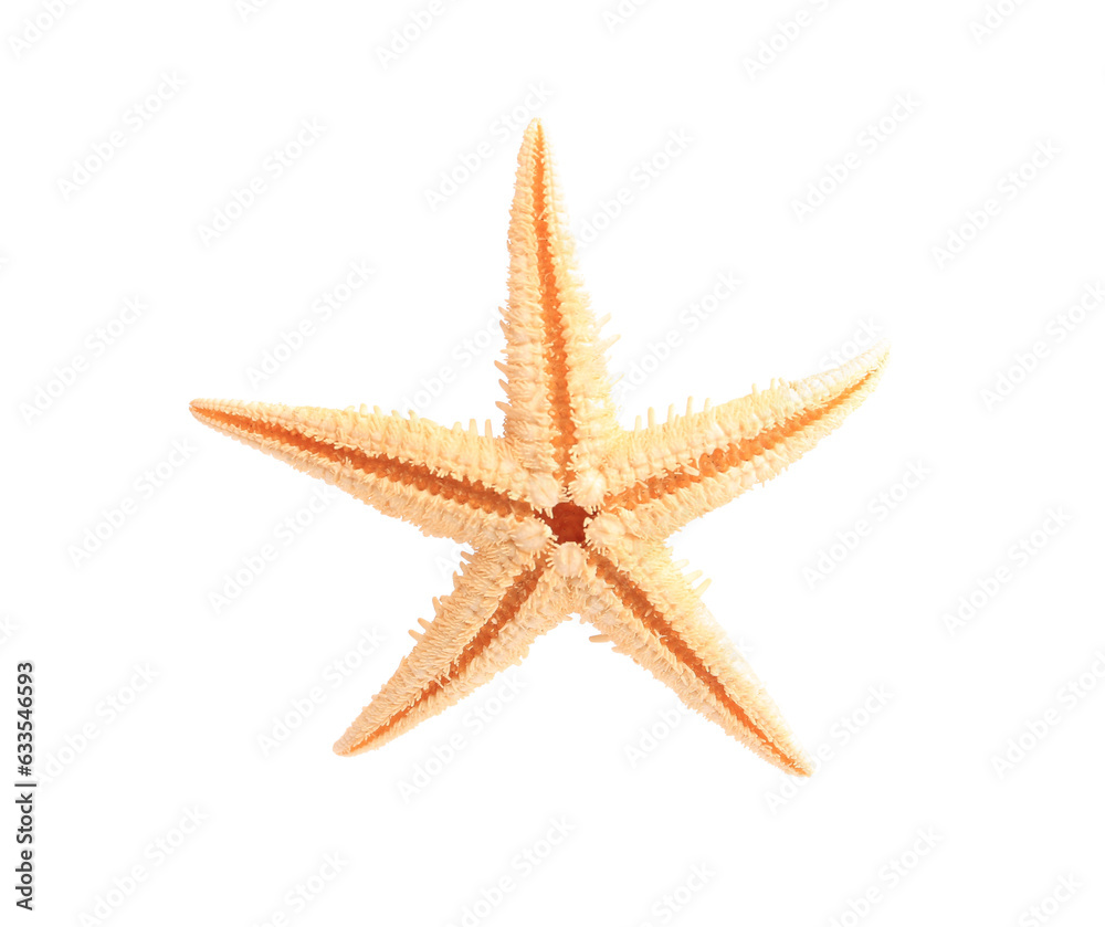 Beautiful sea star (starfish) isolated on white Beautiful sea star (starfish) isolated on white