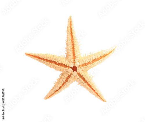 Beautiful sea star (starfish) isolated on white