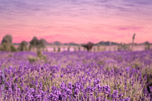 Beautiful lavender meadow under sunset sky, selective focus © New Africa