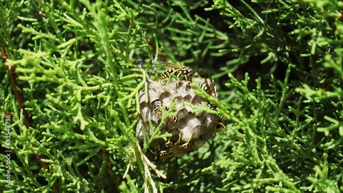 The life of a paper wasp's nest. The wasp cools the combs with its wings.